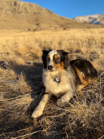 Pet park